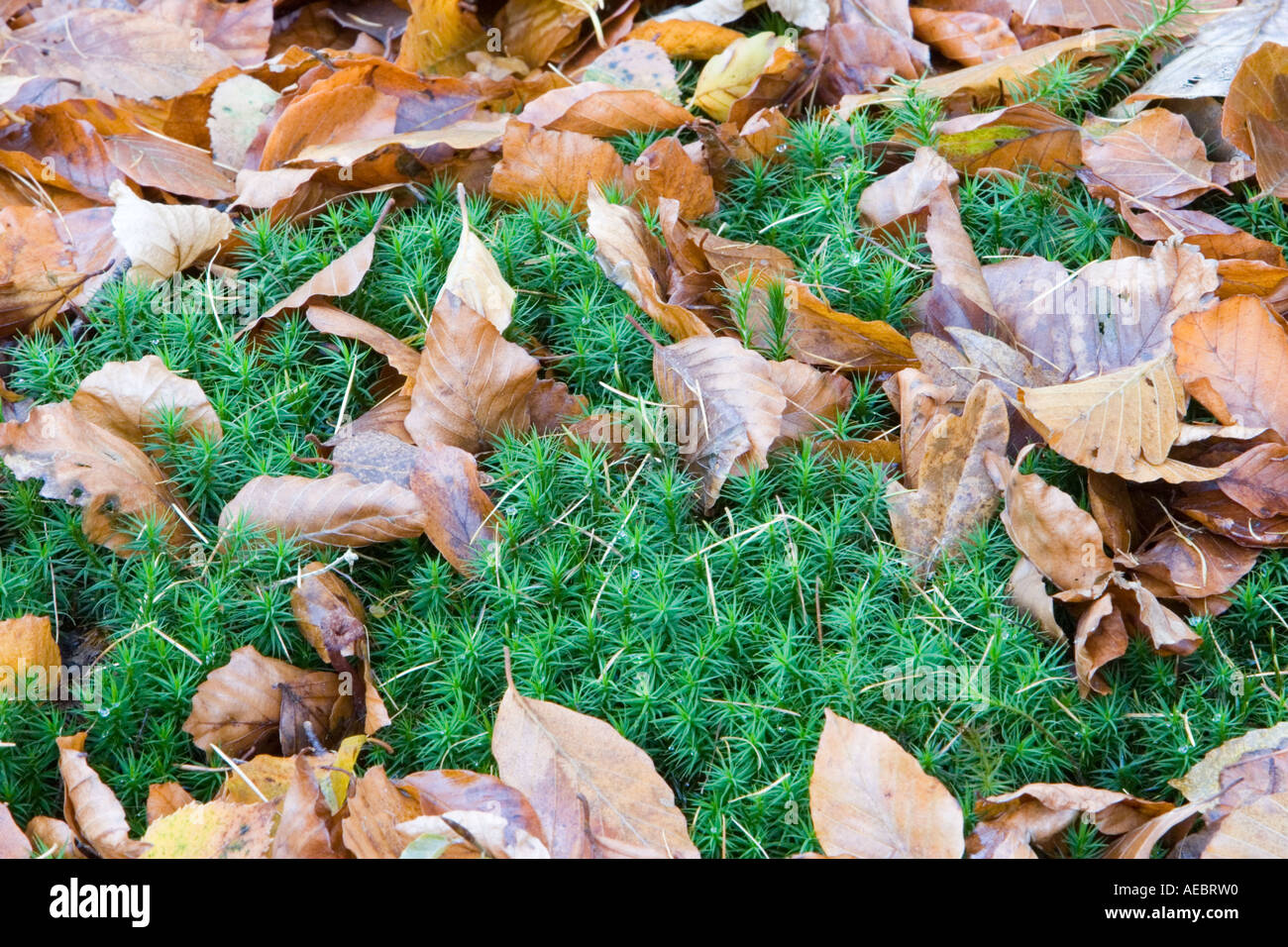 A carpet of leaves and moss on the forest floor Stock Photo - Alamy