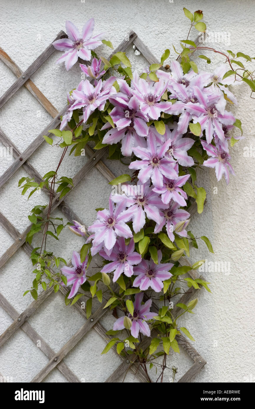 Pink clematis climbing a trellis Stock Photo Alamy