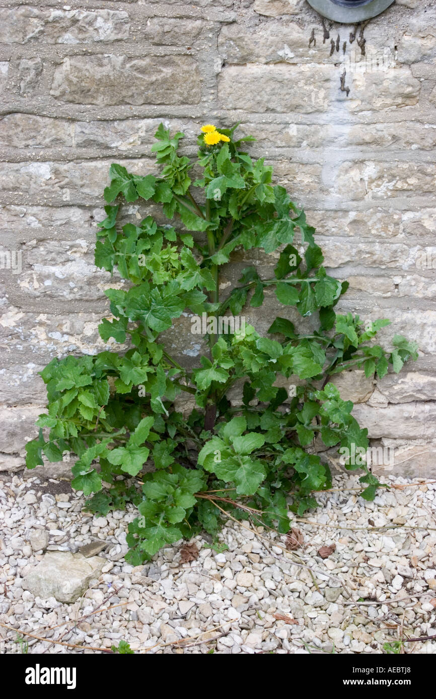 Weeds plants hi-res stock photography and images - Alamy