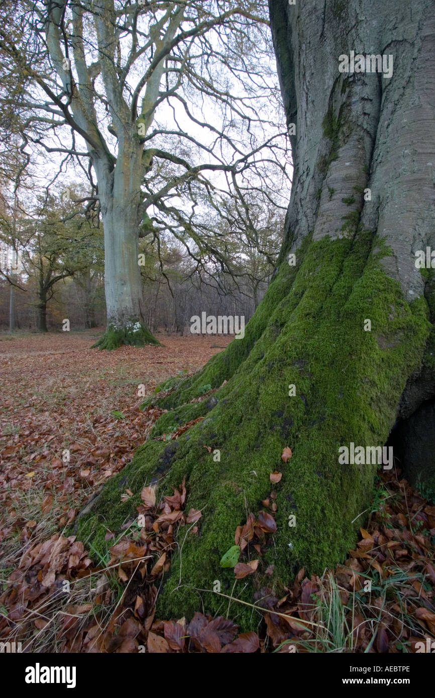 Tree trunks and roots Stock Photo - Alamy