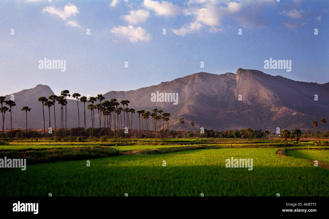 Landscape with paddy fields, palm trees, Western Ghat mountain ranges