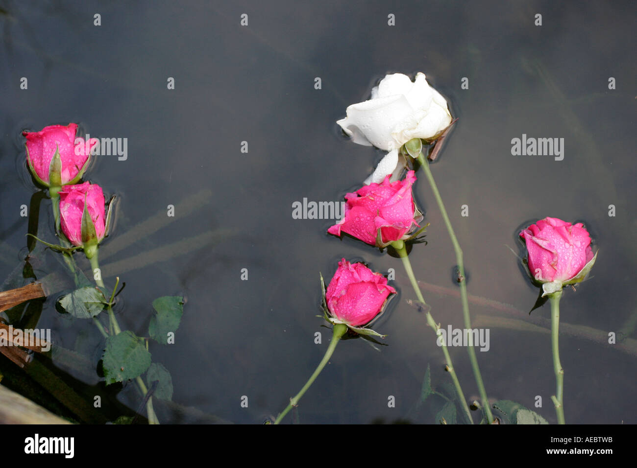 Floating White Roses Pink and white roses floating on the surface of a lake Stock Photo - Alamy