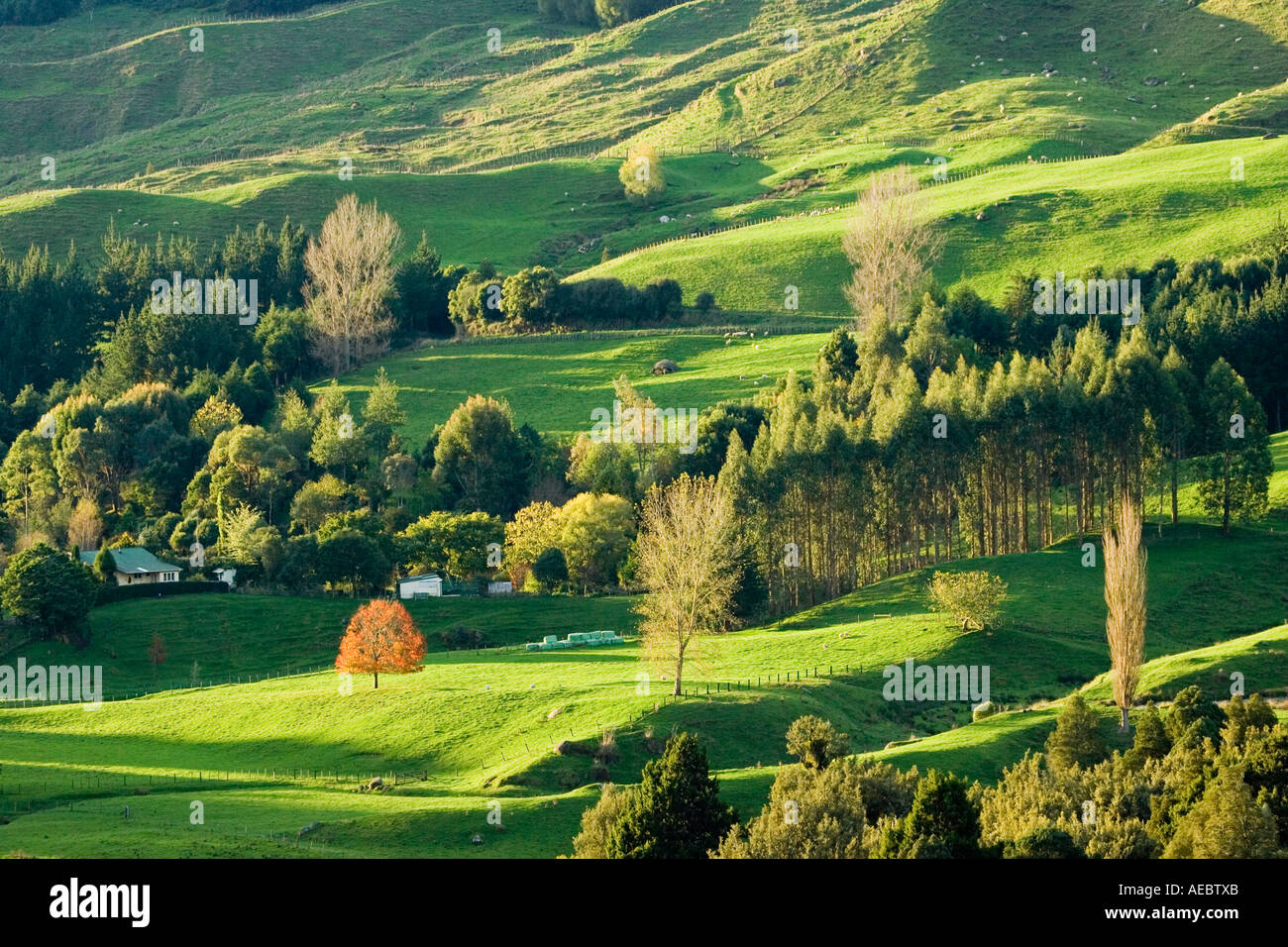 Farmland near Te Kuiti King Country North Island New Zealand Stock