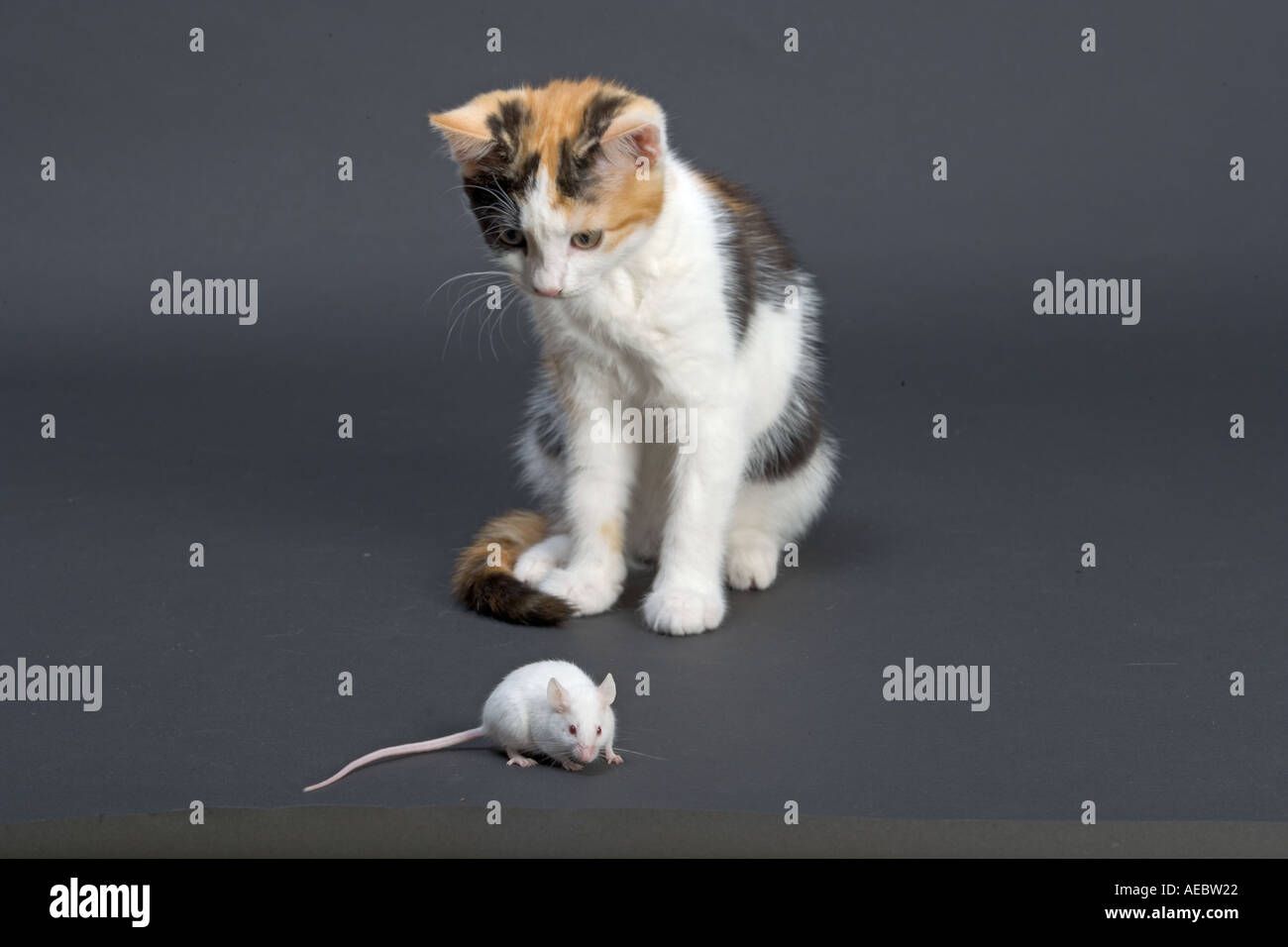 Cat And Mouse Friends High Resolution Stock Photography And Images Alamy
