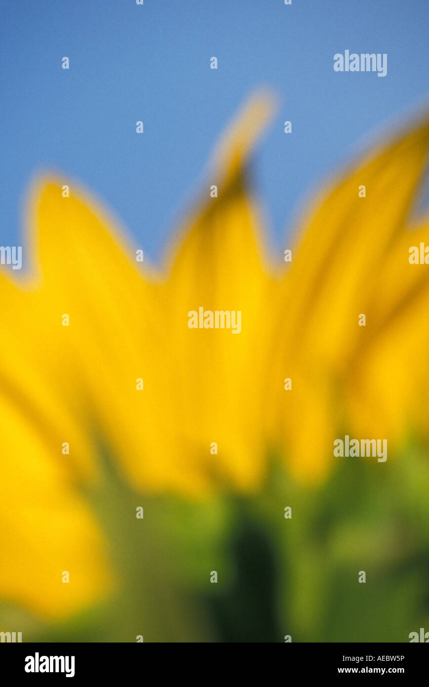 partial sunflower bloom and blue sky in soft focus. Stock Photo