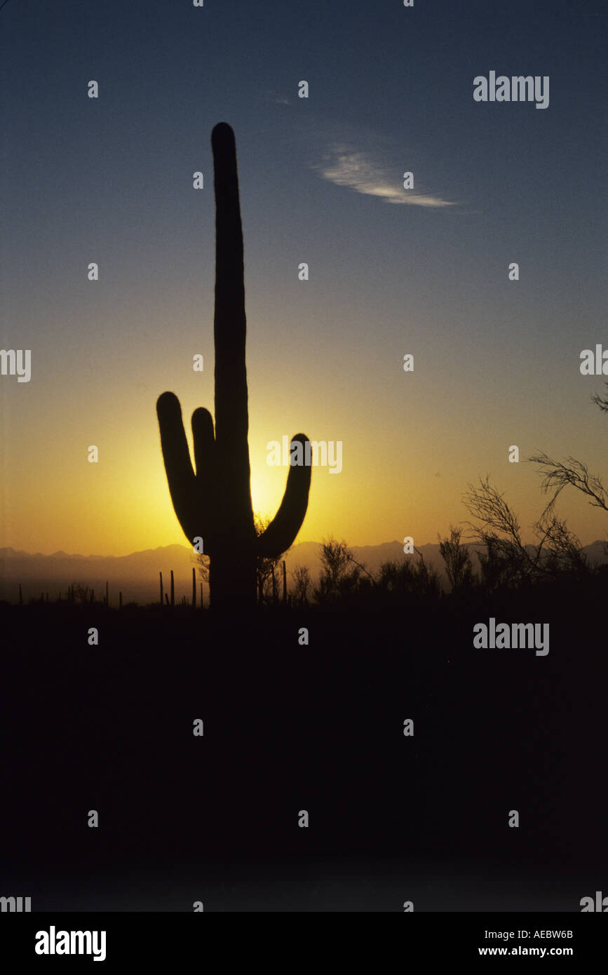 Sunset in Arizona with saguaro cactus Stock Photo