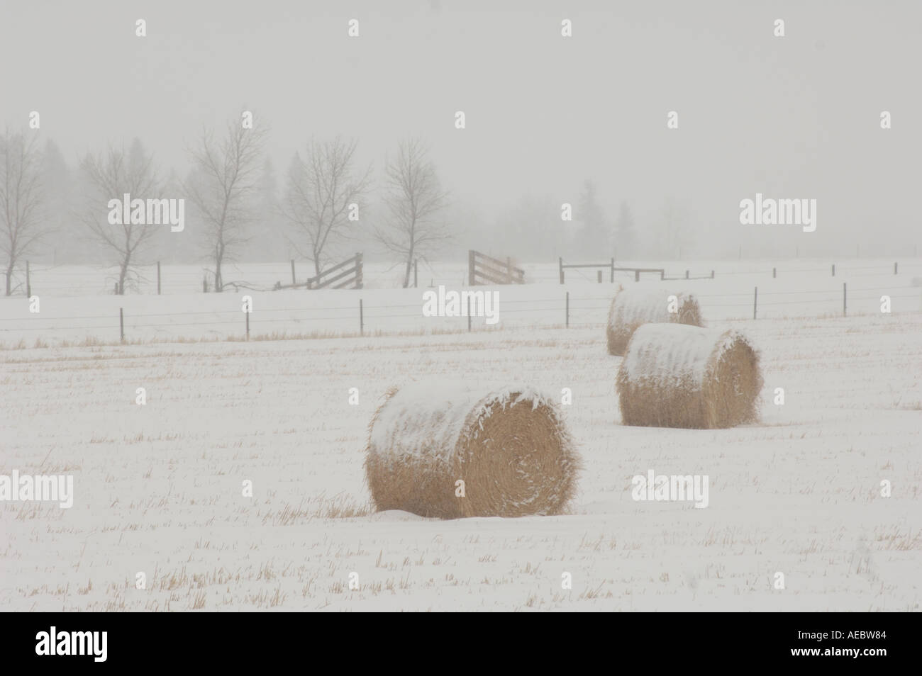Bales of hay laying in snowy field in Alberta Canada Stock Photo Alamy
