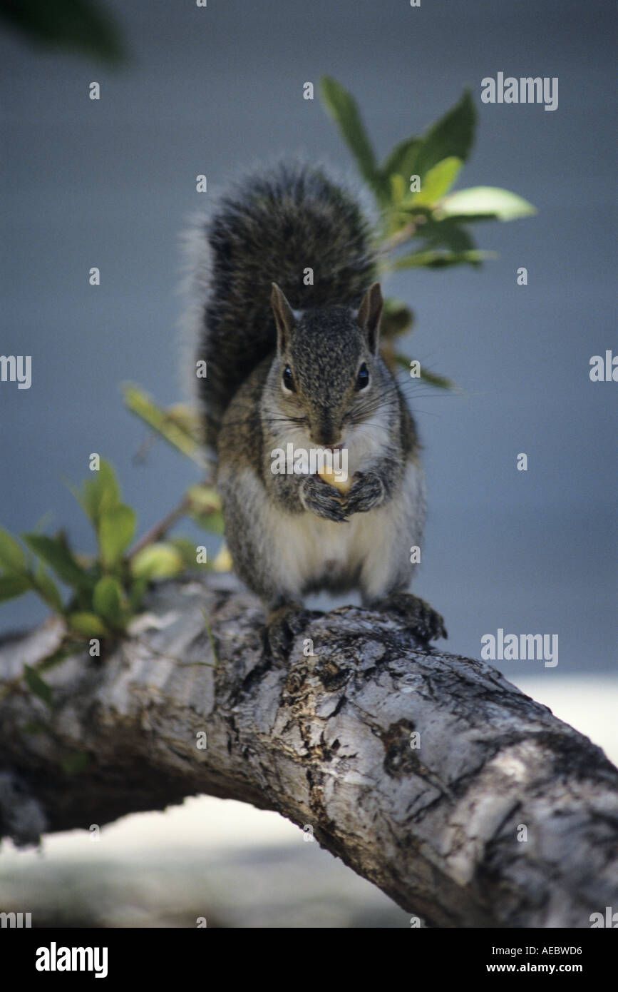 Grey squirrel Stock Photo