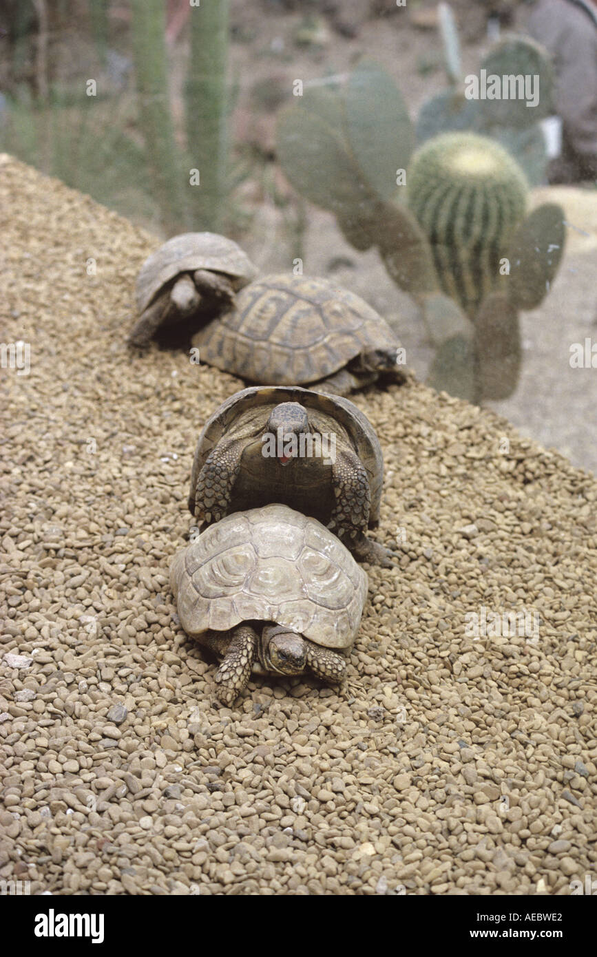 Tortoises Stock Photo