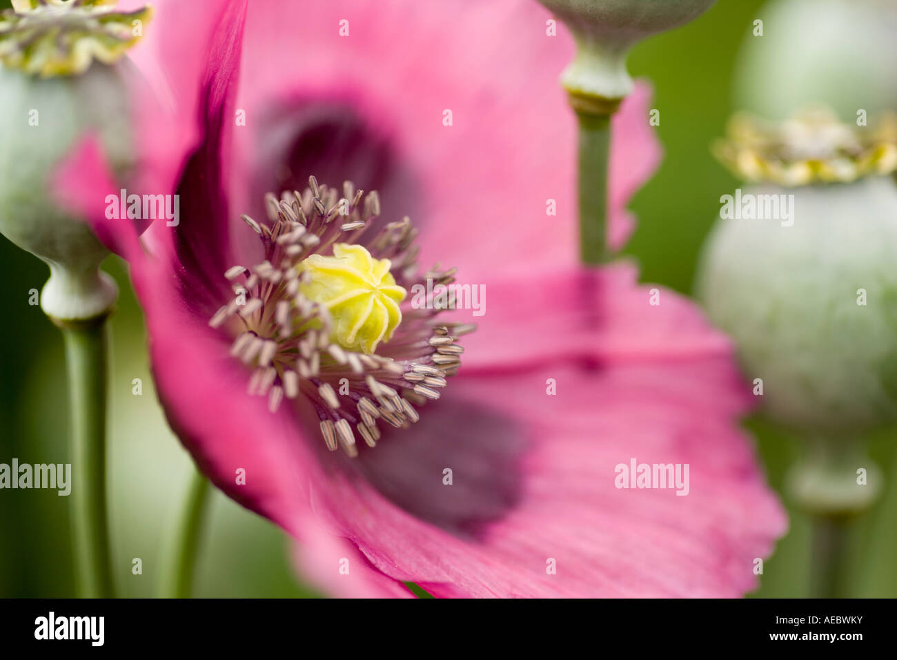 Poppy flowers and seed heads hires stock photography and images Alamy