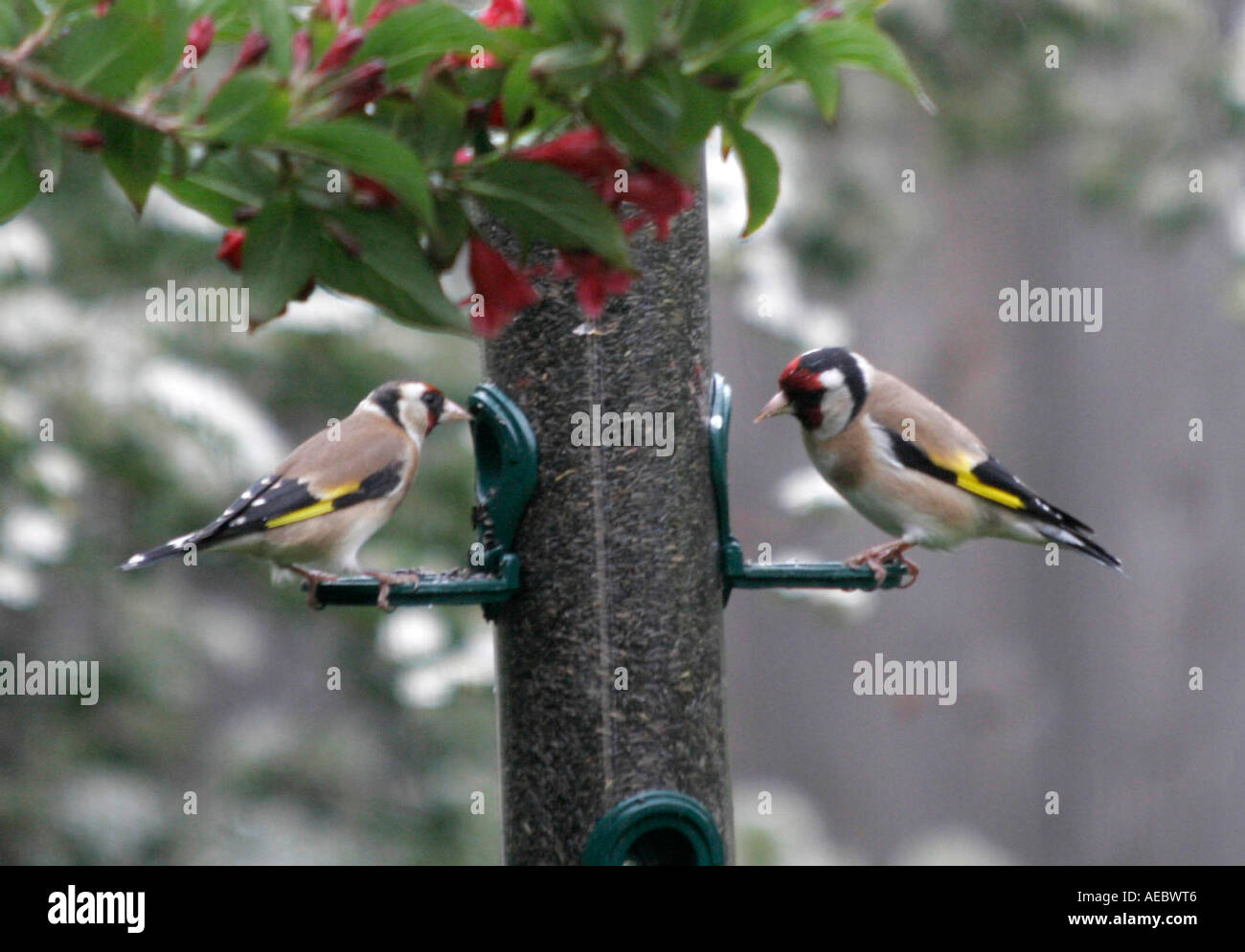 Two Goldfinches on feeder eating niger seeds Carduelis carduelis Stock