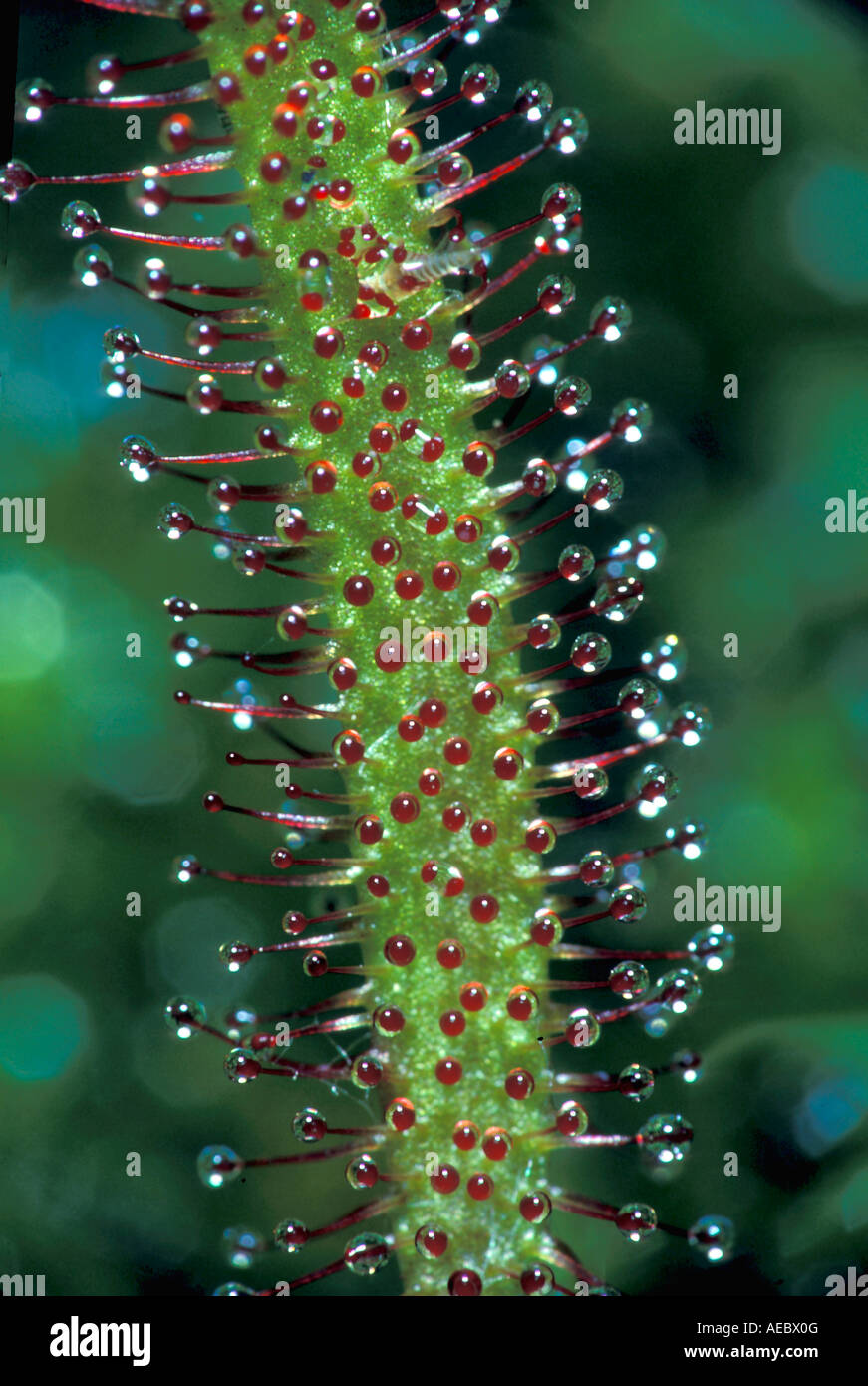 Great or English Sundew Drosera anglica Stock Photo