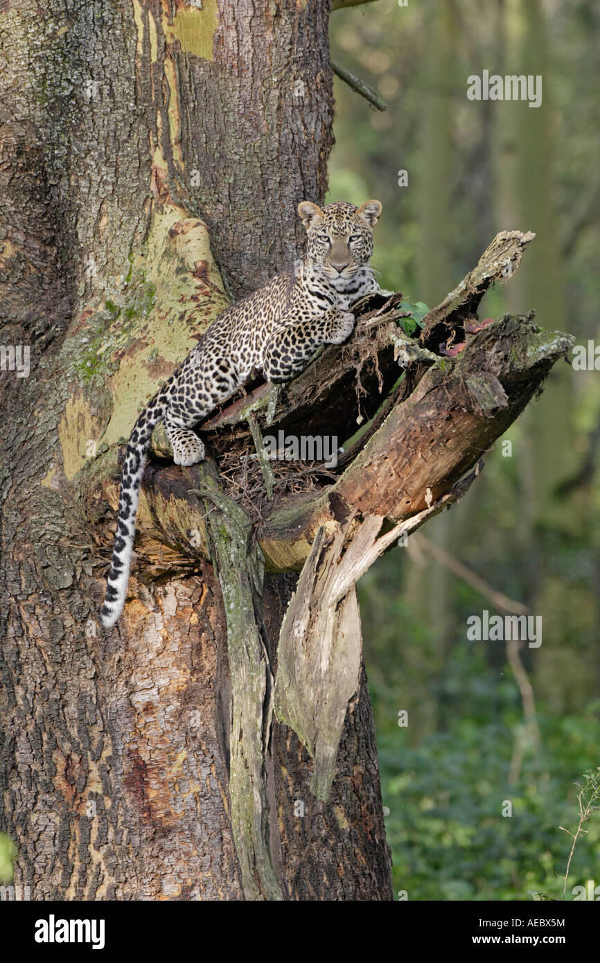 Leopard on a tree hi-res stock photography and images - Alamy