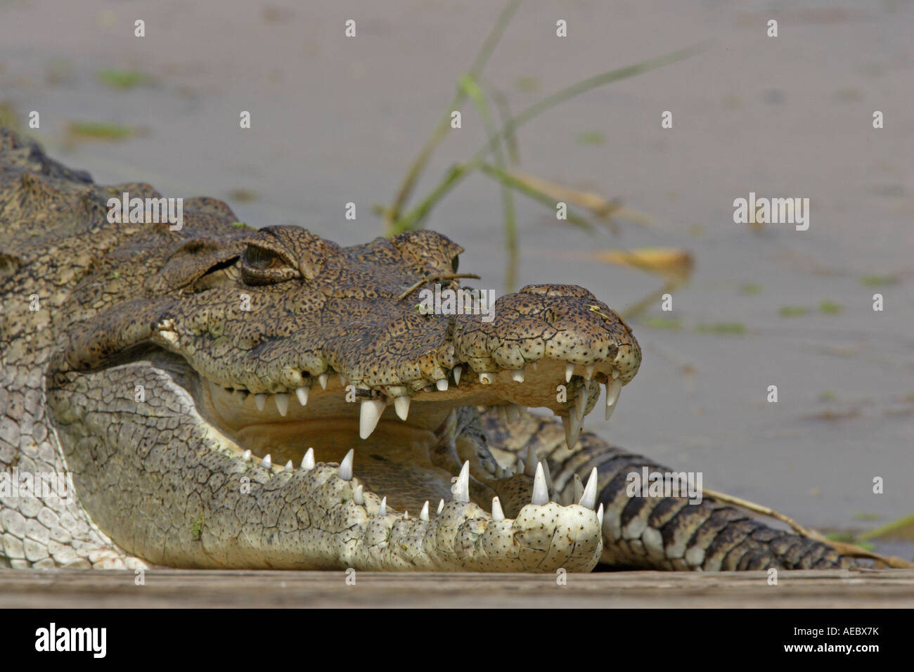 Nile Crocodile gaping Stock Photo