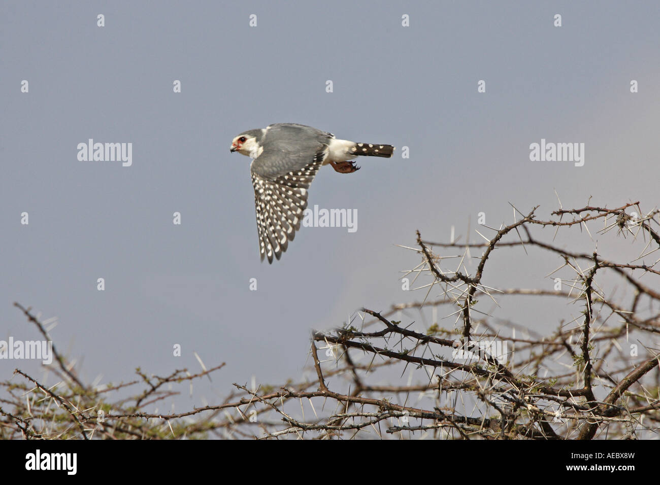 Pygmy Falcon in flight Stock Photo
