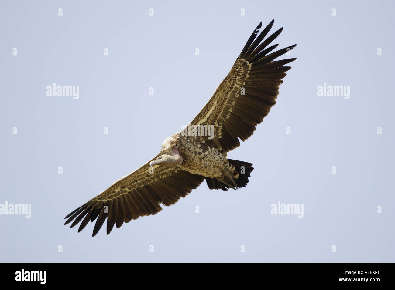 Ruppell s Griffon Vulture in flight Stock Photo Alamy