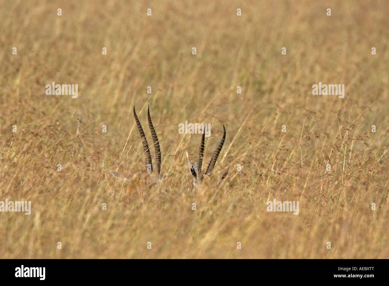Two Thomsons Gazelles hidden in grass Stock Photo - Alamy