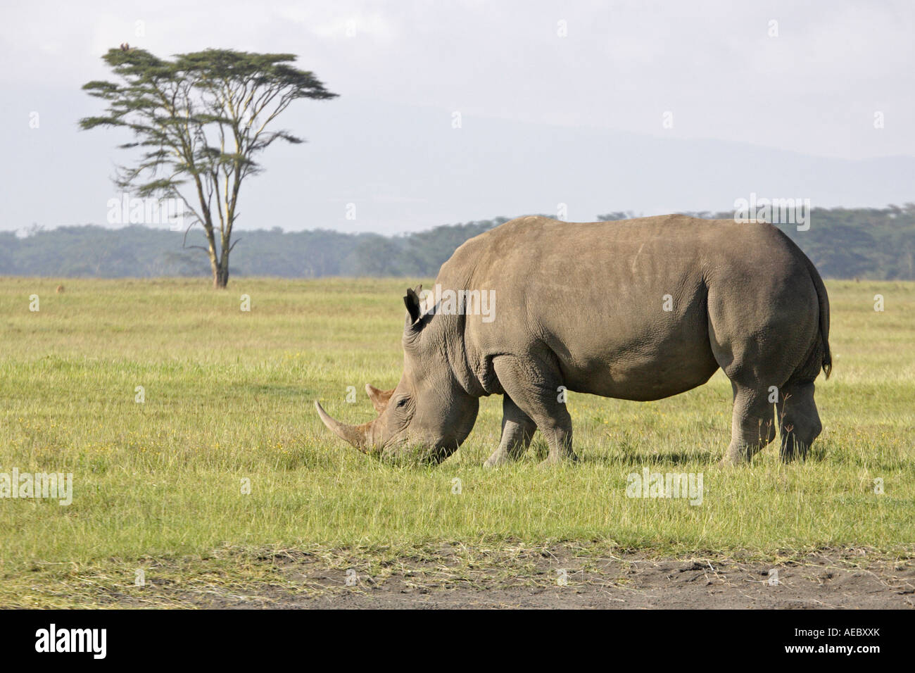 White Rhino Stock Photo