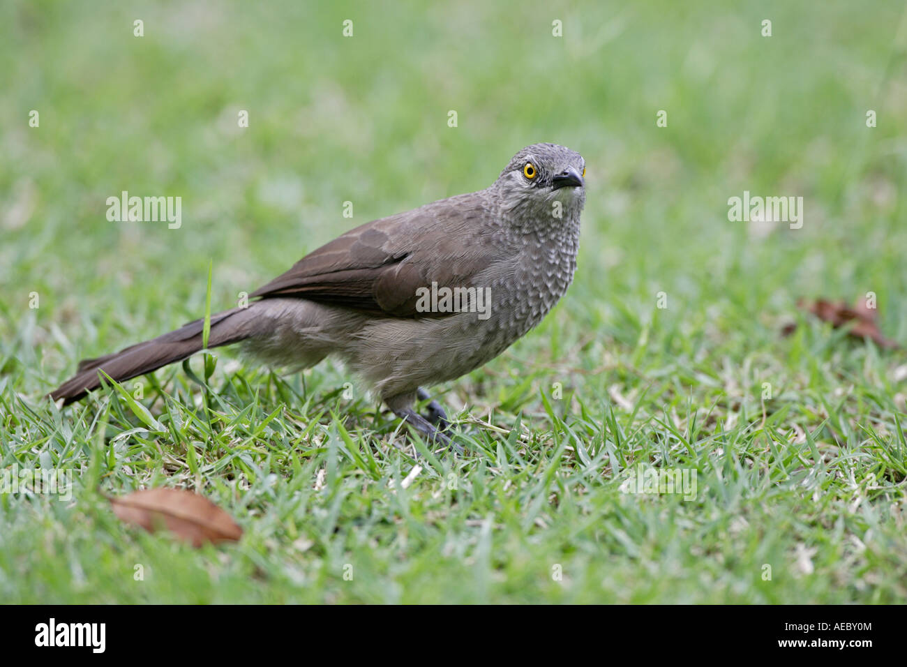 Arrow Marked Babbler Stock Photo