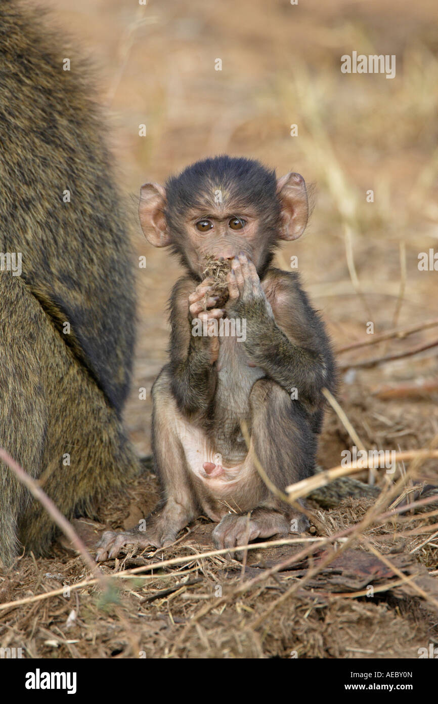 Young Olive Baboon Stock Photo