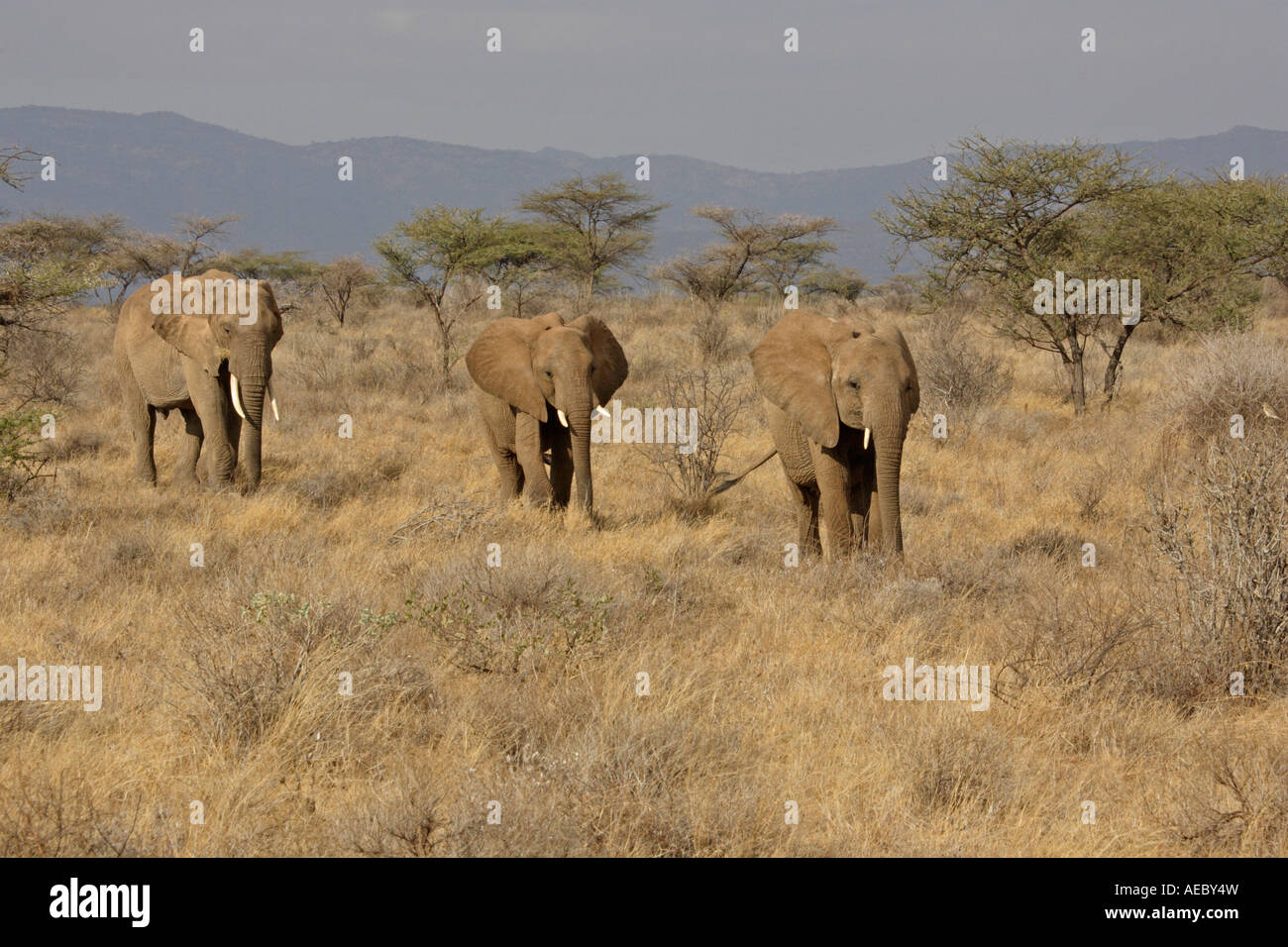 Group of African Elephants Stock Photo