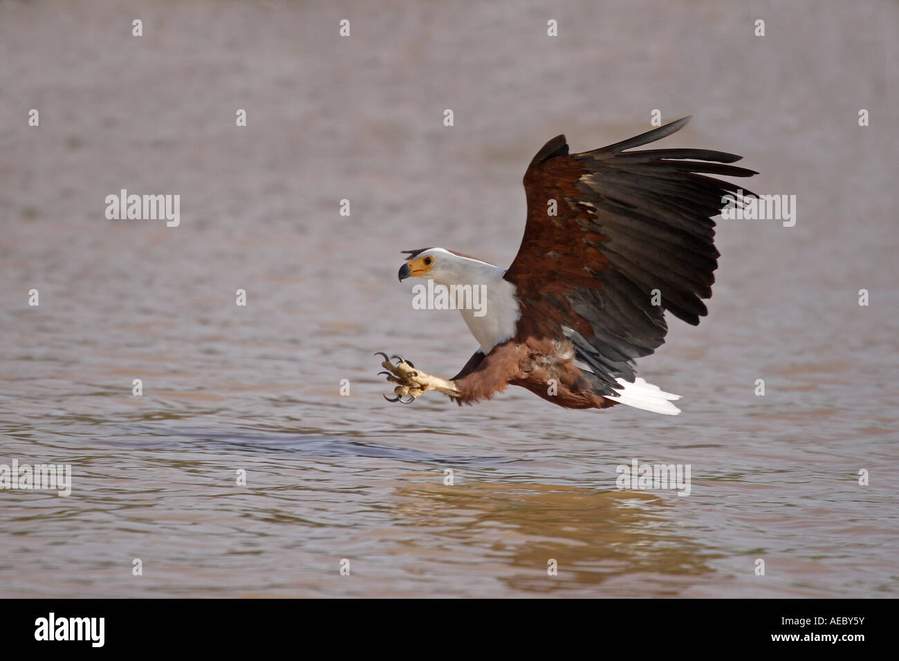 African Fish Eagle in flight Stock Photo