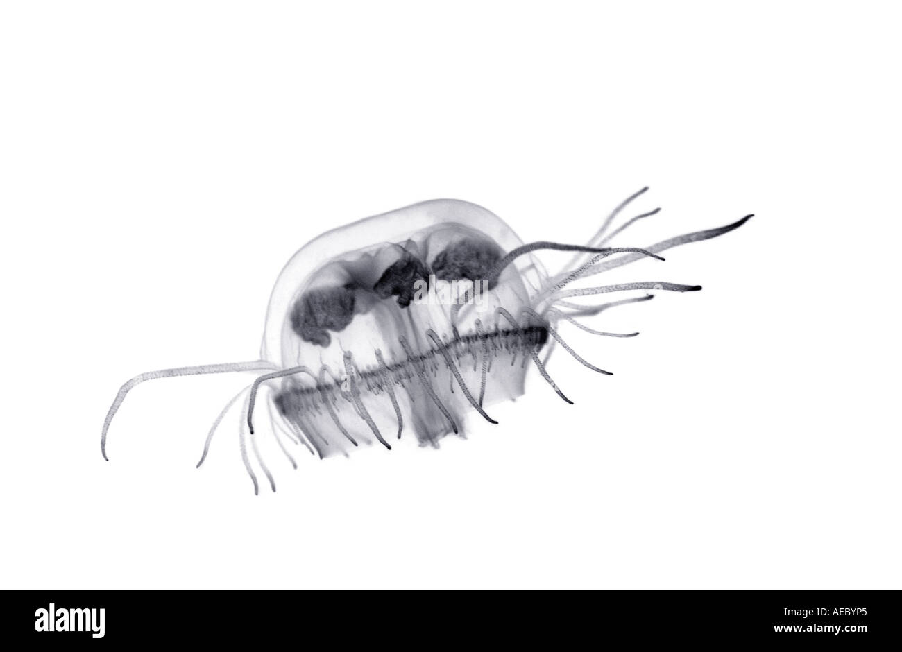 A freshwater jellyfish (Craspedacusta sowerbyi).  Méduse d'eau douce (Craspedacusta sowerbyi). Stock Photo