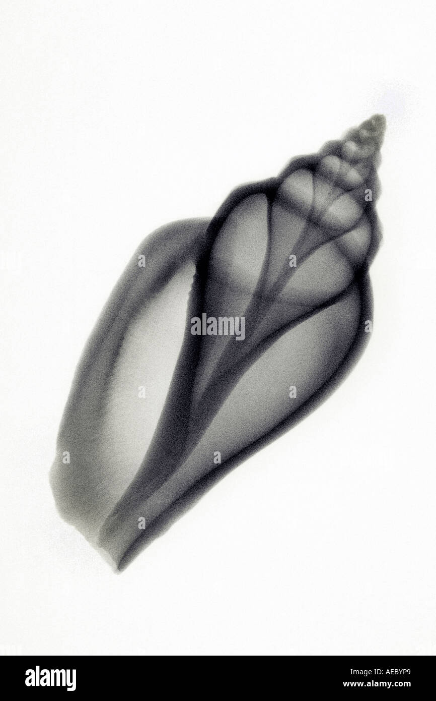 X-ray photograph of a seashell. Black and white picture.  Radiographie d un coquillage marin. Image en noir et blanc. Stock Photo