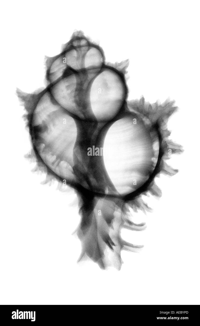 Helicoid shell hi-res stock photography and images - Alamy