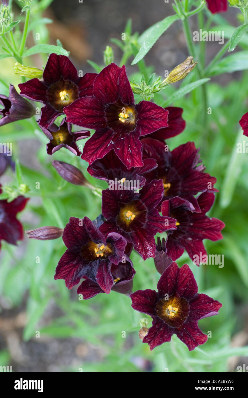 Salpiglossis 'Chocolate Royale'  at RHS Gardens Hyde Hall Essex UK Stock Photo