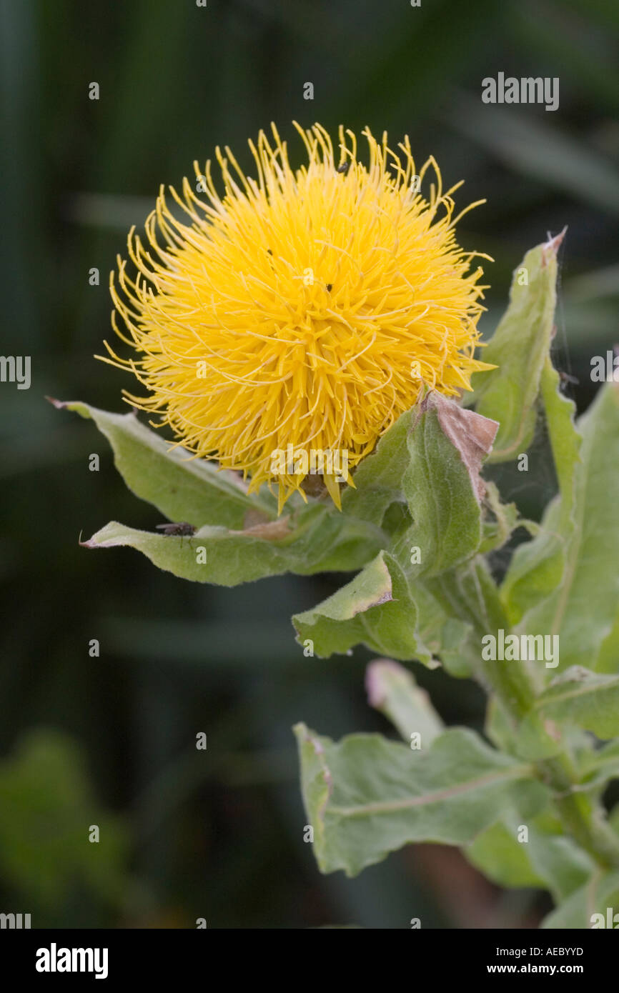 Centaurea macrocephala Armenian basket flower at RHS Gardens Hyde Hall