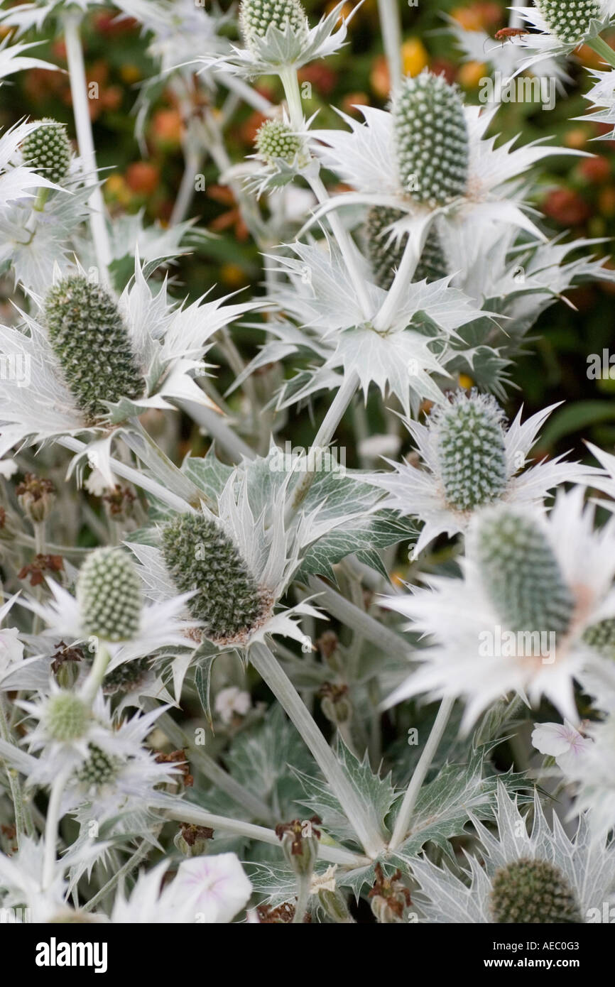 Eryngium giganteum in dry garden at RHS garden Hyde Hall Essex UK Stock