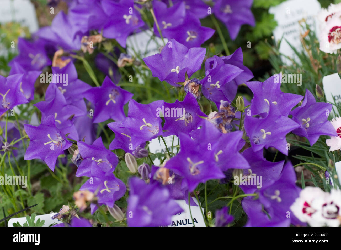 Campanula Carpatica 'Jewel' at RHS garden Hyde Hall Essex UK Stock ...