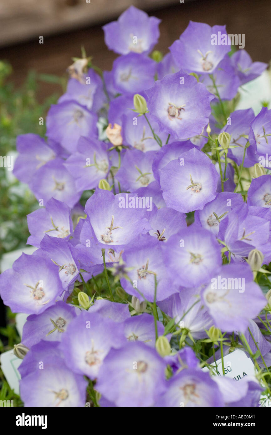 Campanula Carpatica 'Chewton Joy' at RHS garden Hyde Hall Essex UK ...