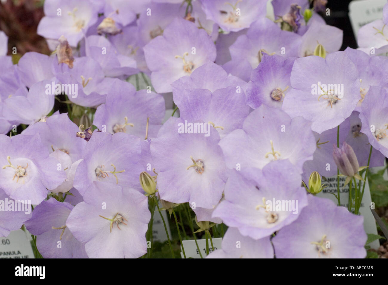 Campanula Carpatica 'Blue Moomlight' at RHS garden Hyde Hall Essex UK ...