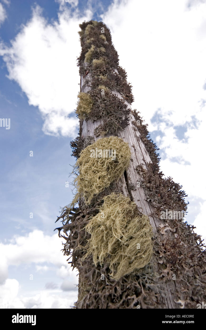 Iceland moss and Old Man's beard growing on a wooden pole. Lichens (Cetraria islandica et Usnea barbata) poussant sur un poteau Stock Photo