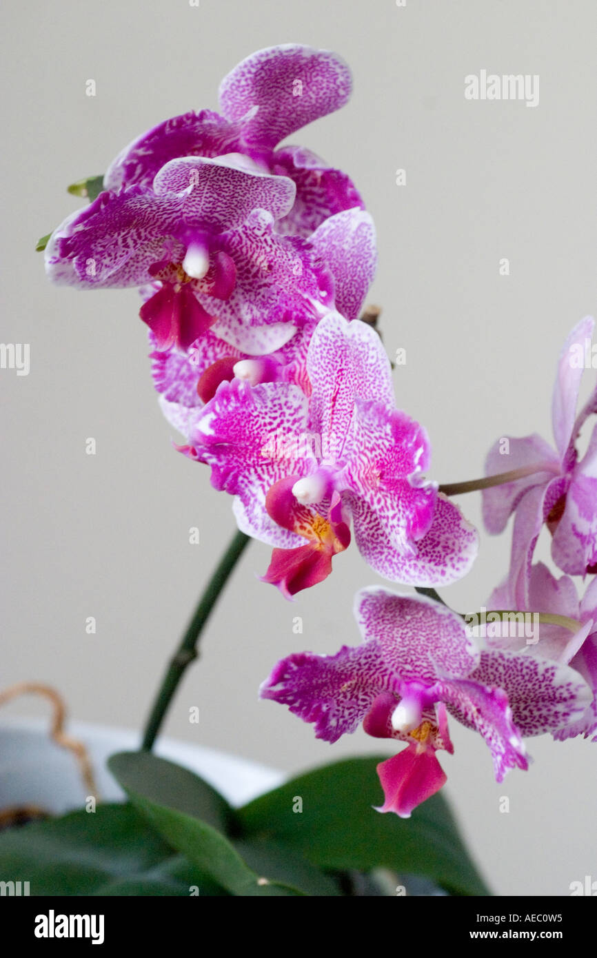 Phalaenopsis orchid flower Stock Photo