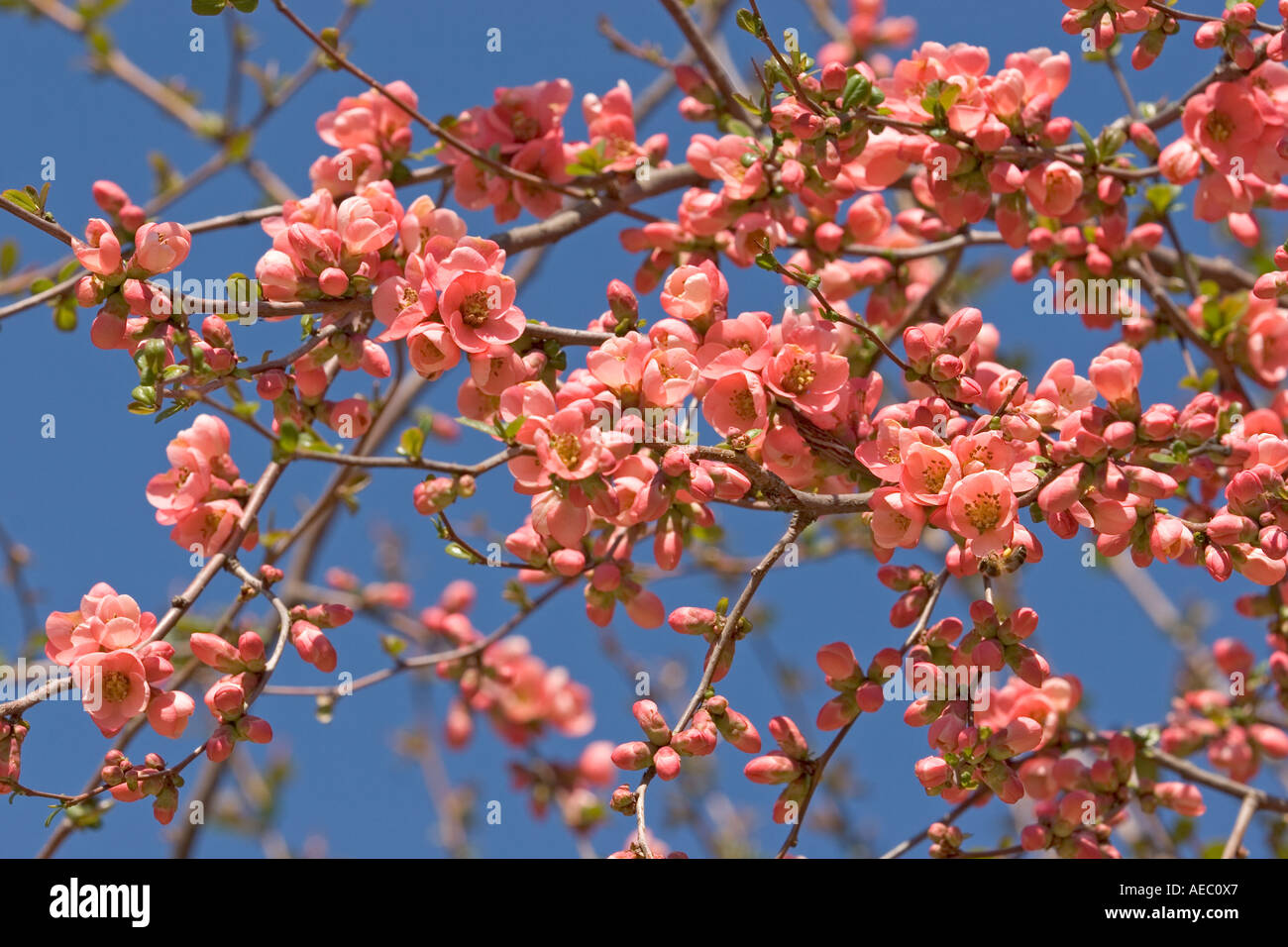A blossoming branch of Japan Flowering Quince ((Chaenomeles japonica). Branche fleurie de Cognassier du Japon. Stock Photo