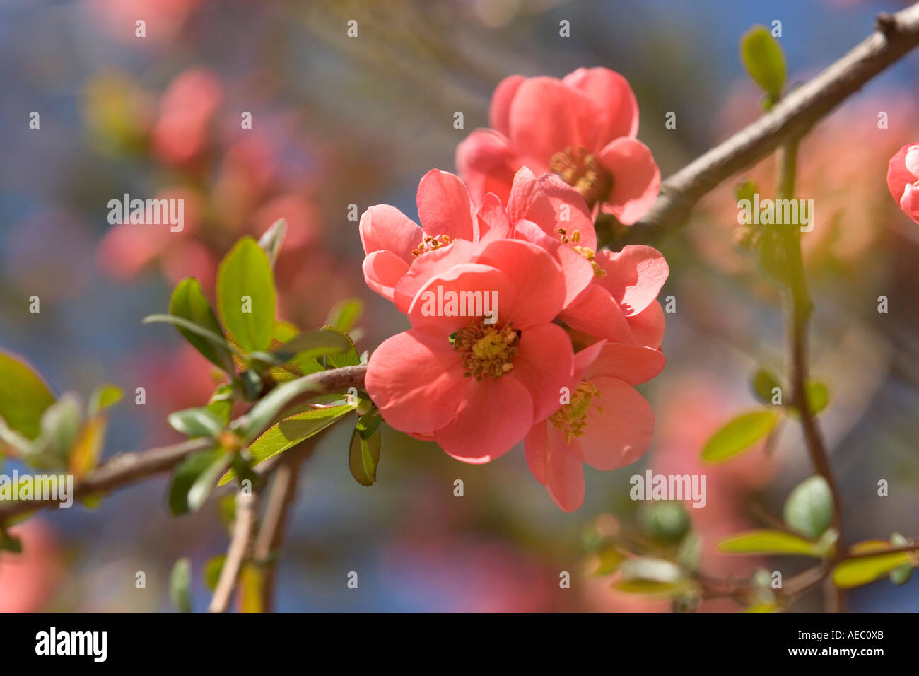 Blossoming branch of Japan Flowering Quincy (Chaenomeles japonica).  Branche fleurie de Cognassier du Japon. Stock Photo