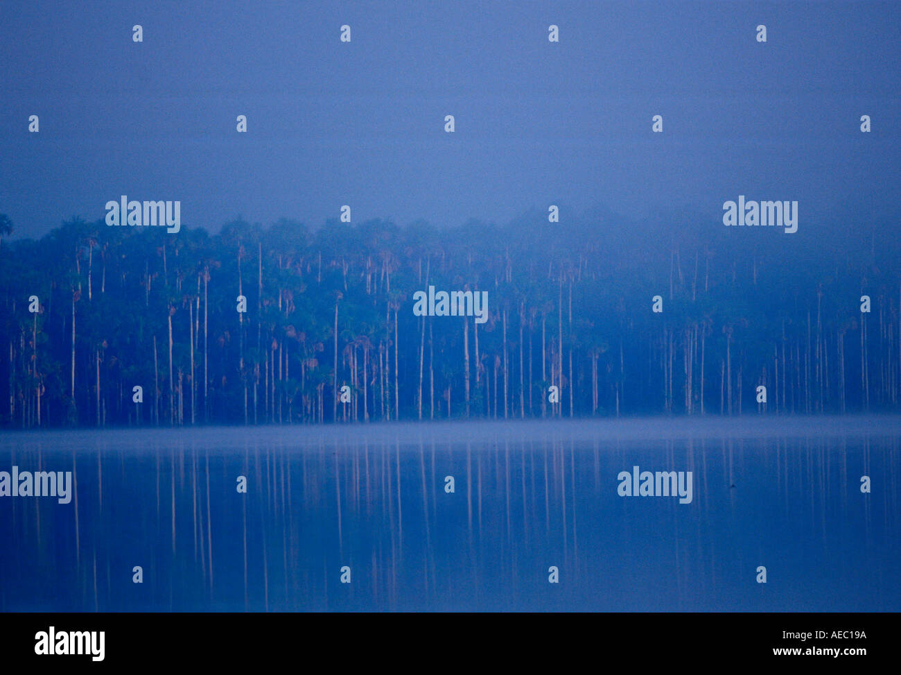 Lake Sandoval in the protected reserved zone Tambopata Peruvian Rainforest South America Stock Photo