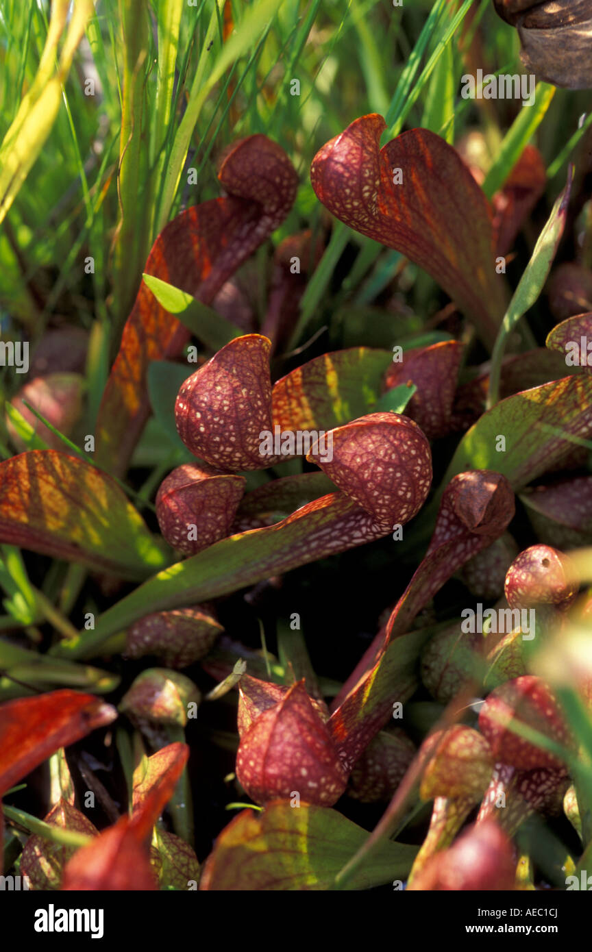 Carnivorous Parrot Pitcher Plant Sarracenia psittacina Southeastern USA