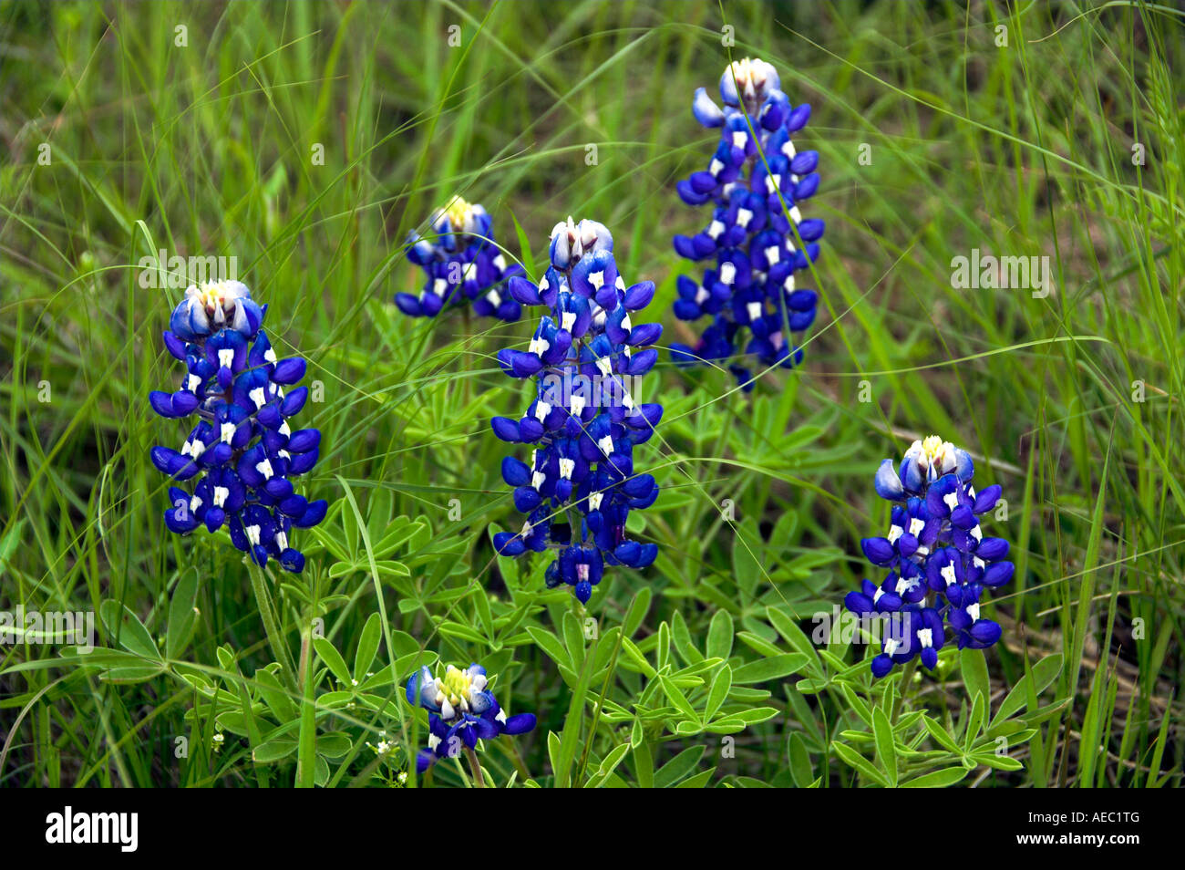Closeups of Texas bluebonnets near Ennis Texas USA Stock Photo