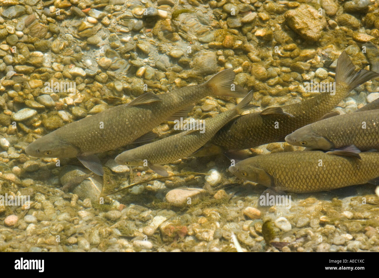 Roaches (Rutilus pigus) on a spawning ground of the Adda river (Italy). Gardons galants sur une frayère de la rivière Adda. Stock Photo