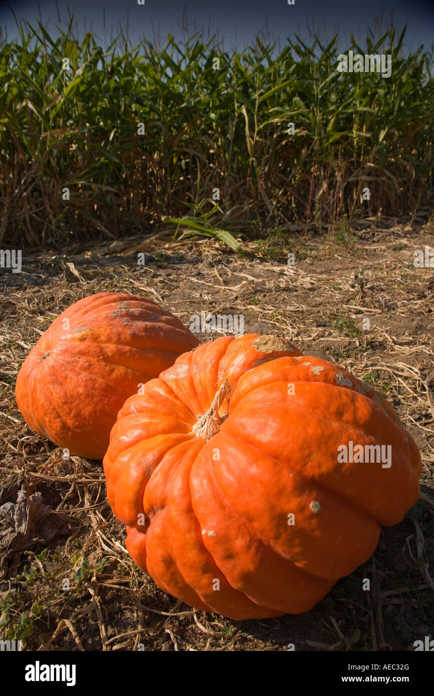 pumpkins at Solvang Farmer Pumpkin Patch Solvang Santa Ynez Valley