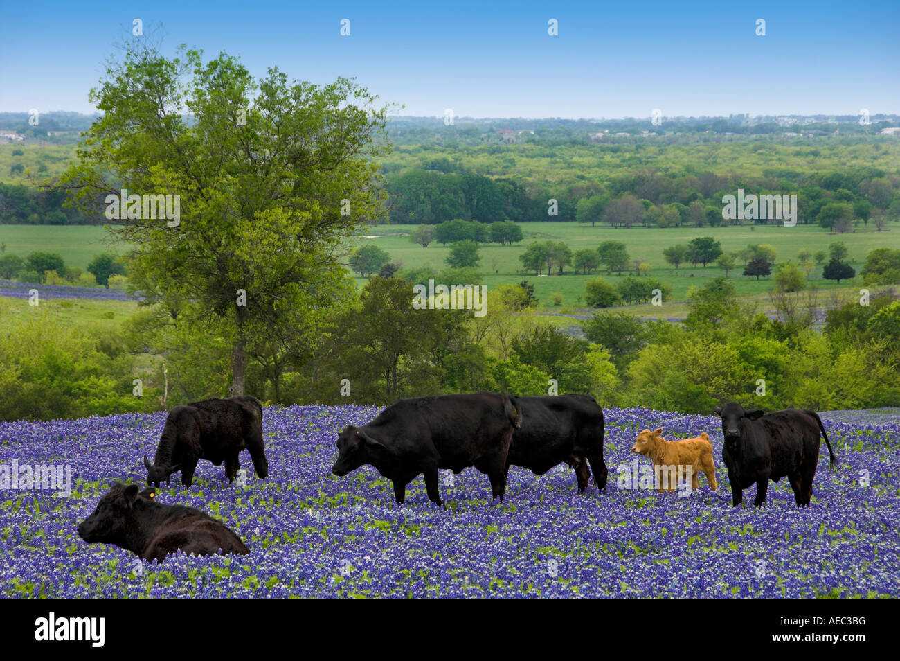 A herd of black Angus cows grazing in a field of Texas bluebonnets near ...