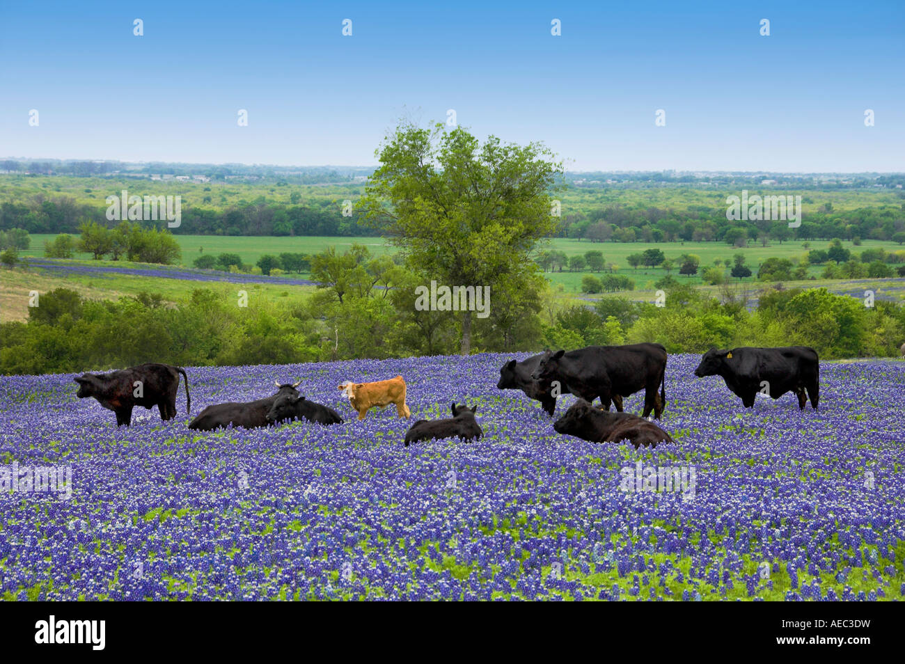 A herd of black Angus cows grazing in a field of Texas bluebonnets near ...