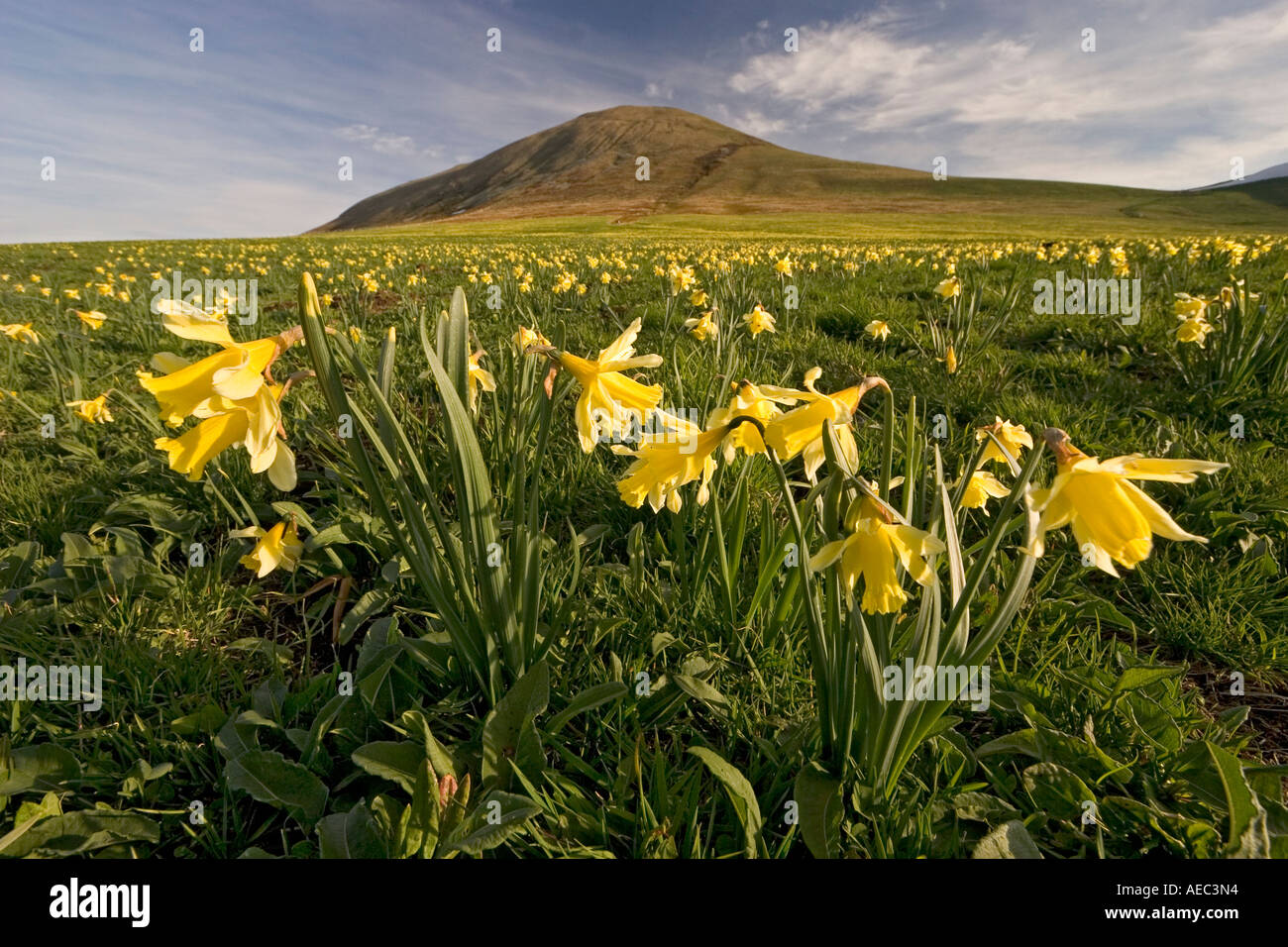 Wild Daffodils At The Croix Saint Robert Pass France Jonquilles Au Col De La Croix Saint Robert France Stock Photo Alamy