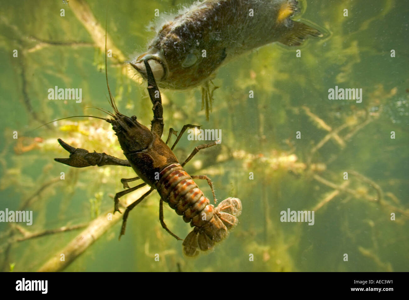 A spinycheek crayfish feeding on a Pumpkinseed body (France). Ecrevisse américaine se nourrissant du cadavre d'une perche soleil Stock Photo