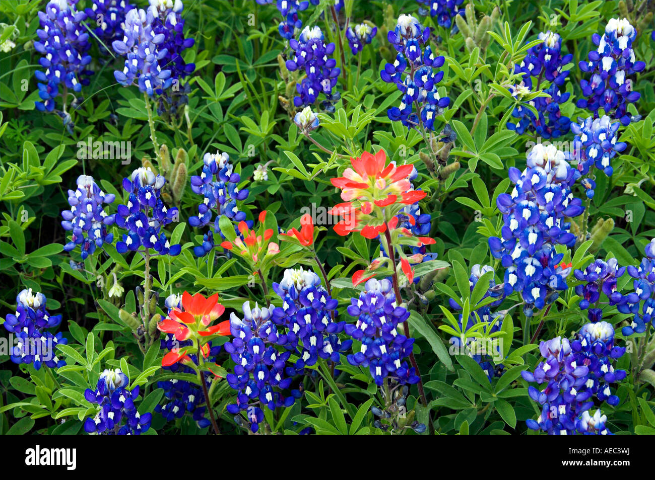 Closeups of Indian paintbrush and Texas bluebonnets near Ennis Texas USA Stock Photo