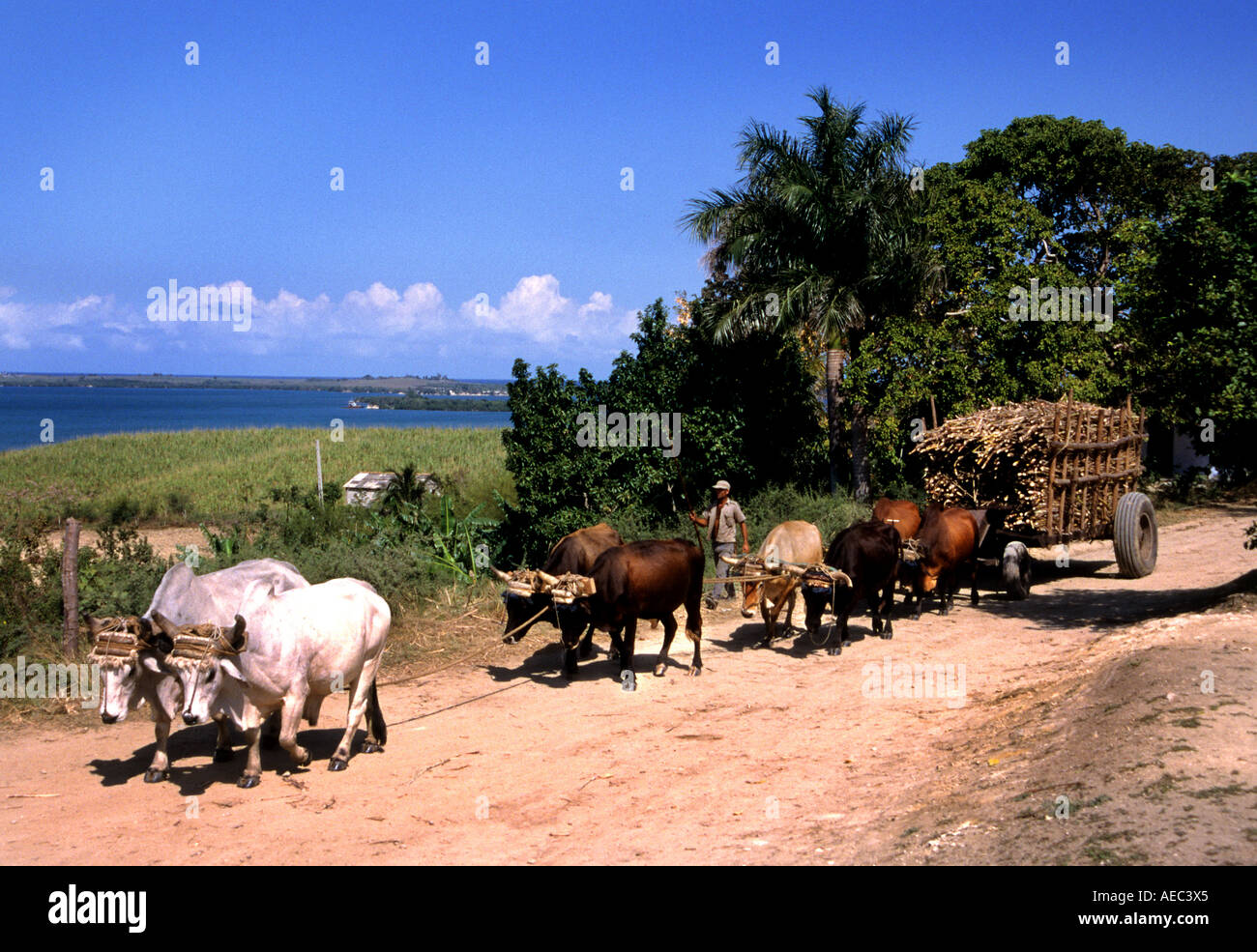 Farming Harvest Agriculture Pinar de Rio Transport  Ox Wagon cart Cow Province of Pinar del Rio cattle hoofed animal domestic Stock Photo
